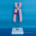 High Quality Human Chromosome Enlarged Model for Medical Teaching (R180119)